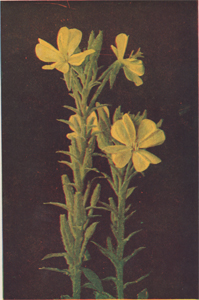 Evening Primrose